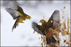 Птицы овсянки 