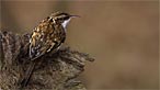 Treecreeper. Photo: Kenneth Wilson Smith