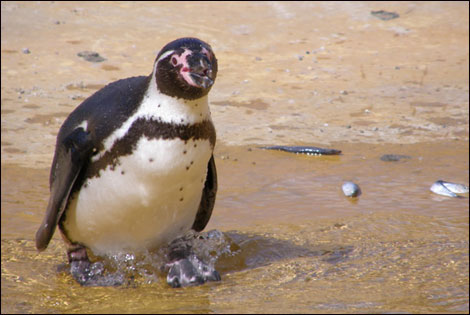 Humboldt Penguin