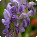 Wisteria, Wisteria sinensis
