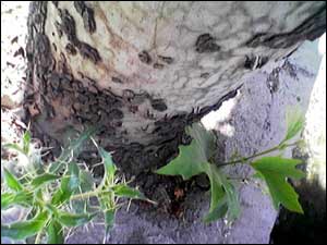 عکس از بهار