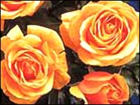 Rose, beautiful and perfect.