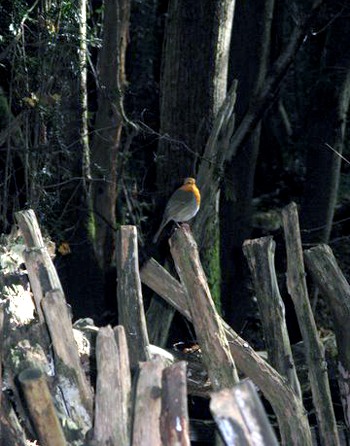 Robin in Puzzlewood Gloucestershire