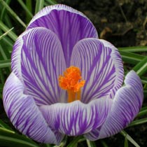 Crocus 'Pickwick'