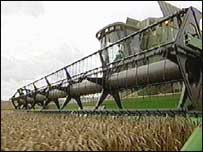 Combine harvester in action