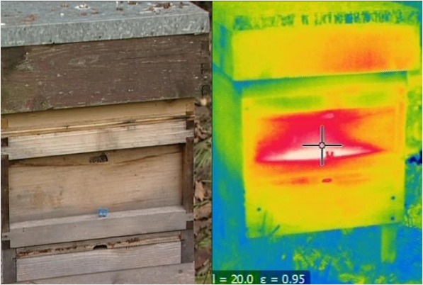 On the right the thermal image of this hive shows the warm bees deep inside it