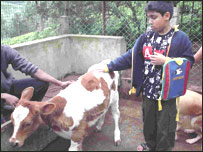 گاو و طويله 