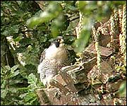 Peregrine on quarry face
