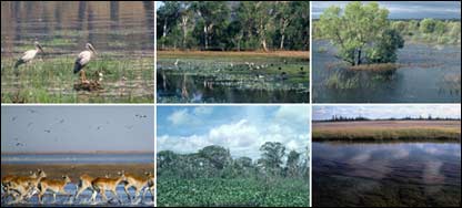 رامسر کنوانسيون، ډنډونه او مرغان 