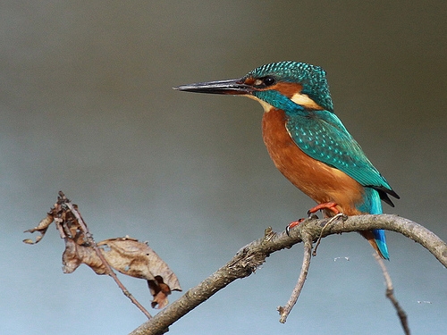 sharp-beaked kingfisher