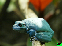Larva teria se desenvolvido em sapo dentro da mulher