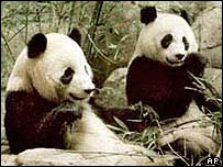 Giant pandas