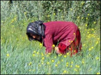 کودکان درمزارع