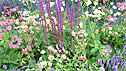 plant combination ideas from Hampton Court 2010