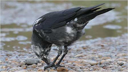 Jackdaw c/o Margaret Holland
