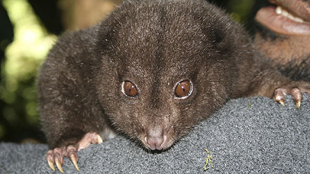 Bosavi Silky Cuscus