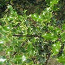 Ilex aquifolium