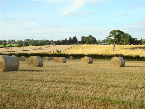 Fern Hill Gobowen - photographer Glyn Thomas