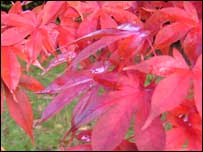 Crimson acer leaves in full autumnal glory
