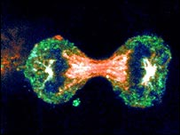 Célula cancerosa ao se dividir