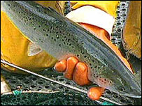 سالمن مچھلی