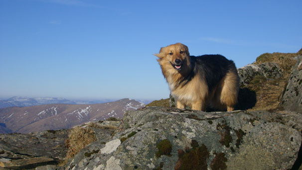 Windswept collie