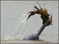Boto da Amazônia