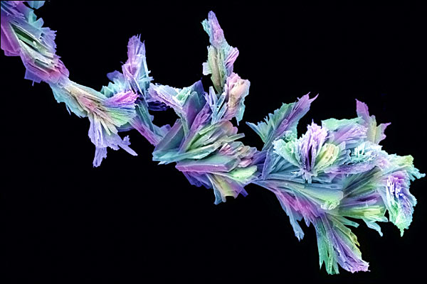 生物医学影像大奖2006