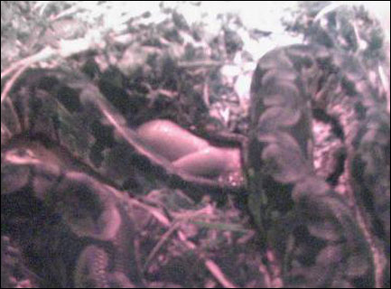 Snake just given birth