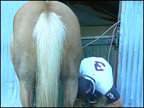 Shoeing a horse