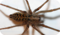spider.jpg