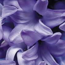 Hyacinth 'Delft Blue'
