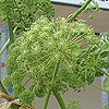 Angelica archangelica