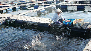 Một trại nuôi cá ở Cam Ranh