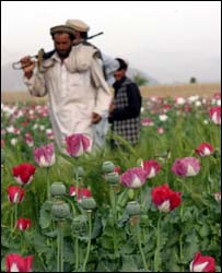 Afgansitan'daki bir haşhaş tarlası