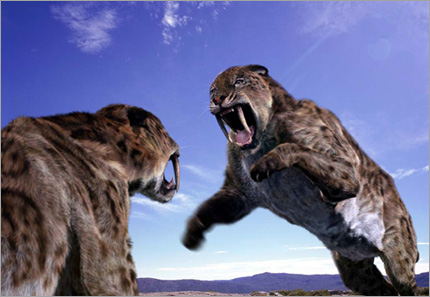 Smilodon in action