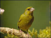 Greenfinch
