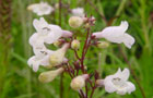 Trends from the show (image: Penstemon 'Husker Red')