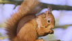 Red squirrel