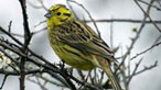 Yellowhammer. Photo: Alan Burfitt