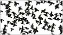 Starling flocks