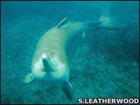 Yangtze river dolphin (image: Stephen Leatherwood)
