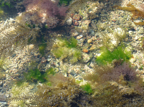 Rock pool in Jersey, Channel Islands