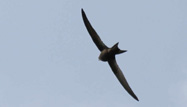 Common Swift by Mike Toms/BTO