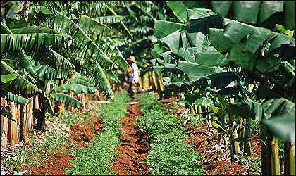 La finca del guajiro Juan Reyes en las afueras de La Habana. (Foto: Raquel Pérez)