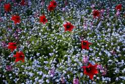 A feast for insects. (c) BBC