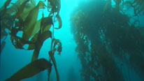 Giant kelp