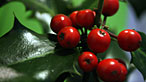 Photograph of holly