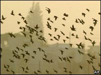 बर्ड फ्लू का ख़तरा