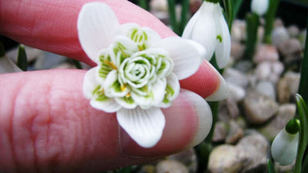 Double Flowered Snowdrop - the double form of the Common Snowdrop courtesy of Marie Lainton.